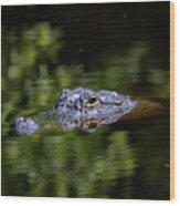 Gator Pond Wood Print