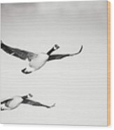 Geese In Flight Wood Print