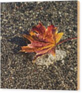 Gently Floating Autumn - Multicolored Maple Leaf In The Lake Wood Print