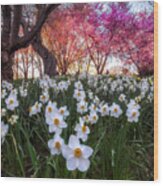 White Daffodils Wood Print