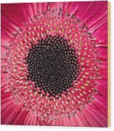 Gerbera Wood Print