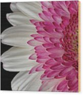 Gerbera Flower Wood Print