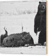 Getting Ready For Dinner - Yellowstone Grizzly 2018 Crop Black And White Wood Print