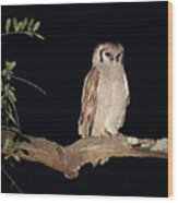 Giant Eagle Owl Wood Print