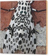 Giant Leopard Moth Wood Print