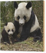 Giant Panda Ailuropoda Melanoleuca Wood Print