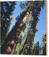 Giant Redwood Trees Wood Print