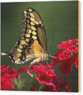 Giant Swallowtail Butterfly Wood Print