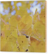 Ginkgo Yellow Leaves Wood Print