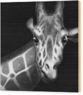 Giraffe In Black And White Wood Print