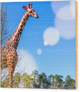 Giraffic Park Wood Print