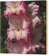 Gladiolus Parfait Wood Print