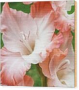 Gladiolus Ruffles Wood Print