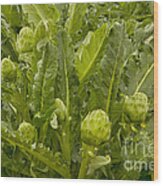 Globe Artichoke Plants Wood Print