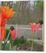 Glorious Spring Tulips Wood Print