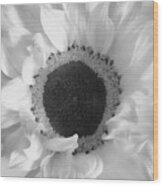 Glorious Sunflower Black And White Wood Print