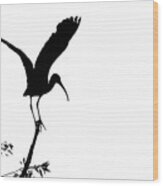 Glossy Ibis Silhoutte Wood Print