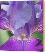 Glowing Iris Floral / Botanical / Nature Photograph Wood Print