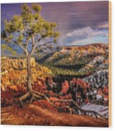 Gnarled Tree At Bryce Canyon Wood Print
