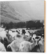 Goats In Norway- By Linda Woods Wood Print