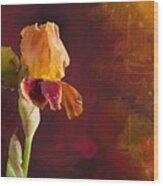 Gold And Red Iris Wood Print