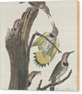 Gold-winged Woodpecker Wood Print