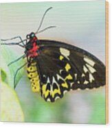 Golden Birdwing Butterfly - Troides Rhadamantus Wood Print