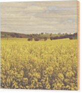 Golden Canola Field Wood Print