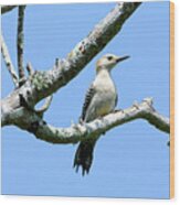 Golden-fronted Woodpecker Out On A Limb Wood Print