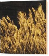 Golden Grasses At Sunset Wood Print