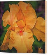 Golden Iris Wood Print