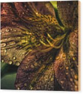 Golden Lily Wood Print