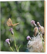 Golden Spotted Butterfly Wood Print