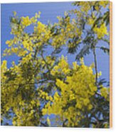 Golden Wattle Wood Print