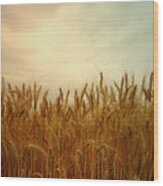 Golden Wheat Wood Print