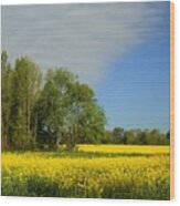 Golden Yellow Canola Oil Crops - Limestone County Alabama Wood Print