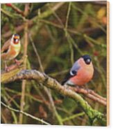 Goldfinch And Bullfinch Wood Print