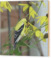 Goldfinch Lunchtime Wood Print