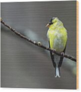 Goldfinch With Spring Buds Wood Print