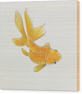 Goldfish 1 Wood Print