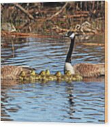 Goose Family On The Pond Wood Print