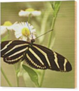 Gorgeous Zebra Butterfly In The Beautiful Sunlight Wood Print