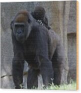 Gorilla Baby Carry 1 Wood Print