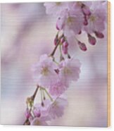 Grace Of Sakura. Spring Pastels Wood Print