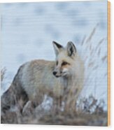 Grand Teton Fox Wood Print