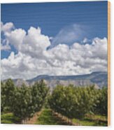Grand Valley Orchards Wood Print