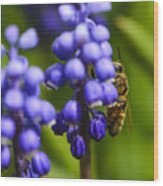 Grape Hyacinth And Bee Wood Print