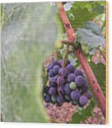 Grapes 1 Wood Print