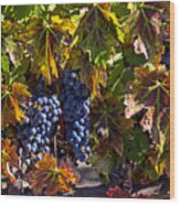 Grapes Of The Napa Valley Wood Print