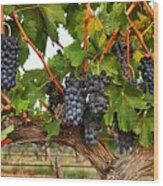 Grapes Of The Yakima Valley Wood Print